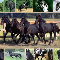 Black Horse Collage