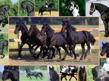 Black Horse Collage - horses, horse collage, black horses, animals