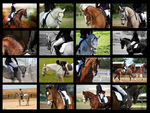 Riding Horse Collage