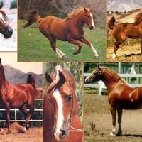 Chestnut Horse Collage