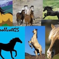 Horse Collage