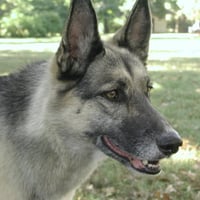 German Shepherd Watching