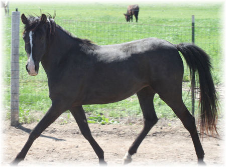 Patience With the Horse - nature, ponies, patience, black horses, animals