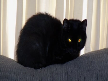 Good Boy - black, eyes, yellow, cat