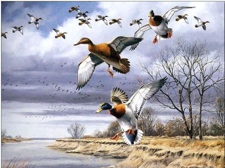 Ducks in the wild - trees, water, nature, sky, animals, woods