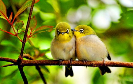 First love - trees, birds, yellow, green, brown, spring, pair, affection