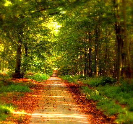 Summer goodbye - red leaves, green trees, sunlight, forest, leaves, path