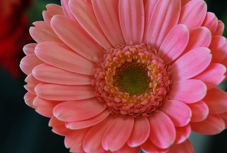 Gerber - daisy, gerber, flower, nature