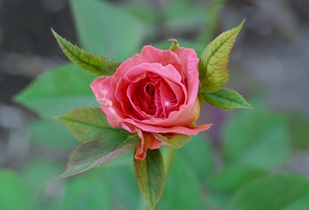 Flower - rose, flower, nature, pink