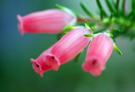 Flower - nature, flower, pink, beautiful