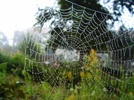 Net... - morning, nature, dew, net