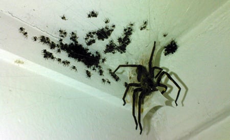 Spider Birth - spider, scary, baby animals, archnophobia