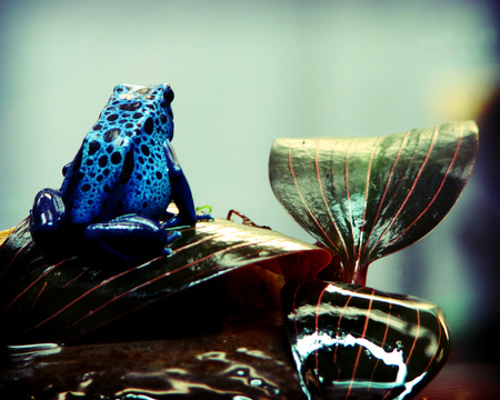 Blue Froggy - animal, nature, blue, amphibian, plant, frog