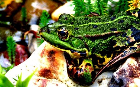 Frog - nature, amphibian, frog, plant, green, animal, natural