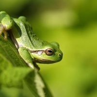 Green Frog