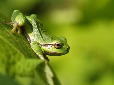 Green Frog - nature, amphibian, frog, plant, green, animal, natural