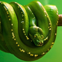 Wonderful Green Snake