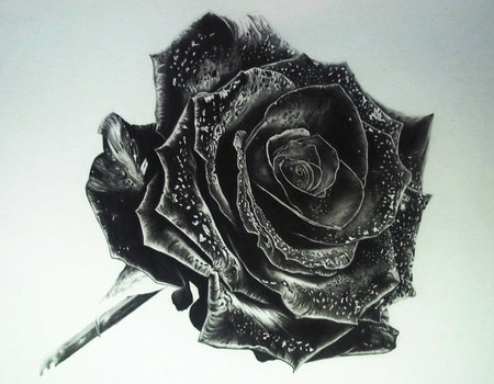 rose - black, rose, nice, 3d, art