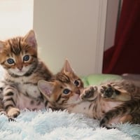 Cutest Kittens