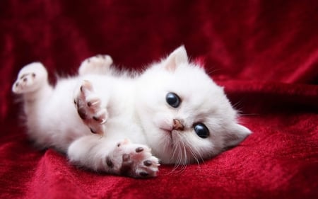 Kitty hug - red velvet, sweet, cat, fluffy, pet, white, animal, hug, kitty