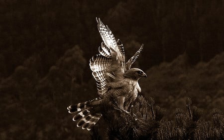 bw hawk - hawk, black, forest, mountain