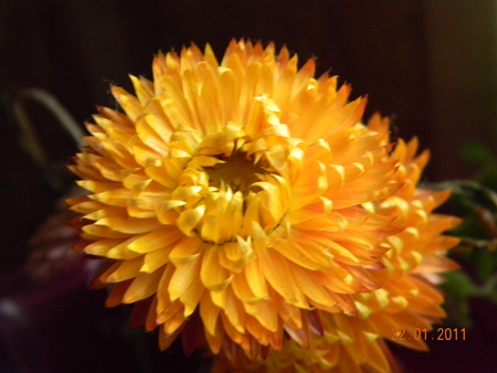 paper daisy - beauty, flower, nature, sun