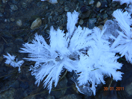 ice flower - ice, winter, flower, water