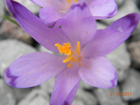 spring - macro, spring, flower, nature