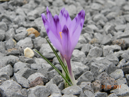 flower - spring, close-up, flower, nature