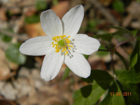 flower - spring, close-up, flower, nature