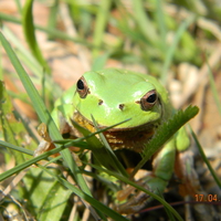 green frog