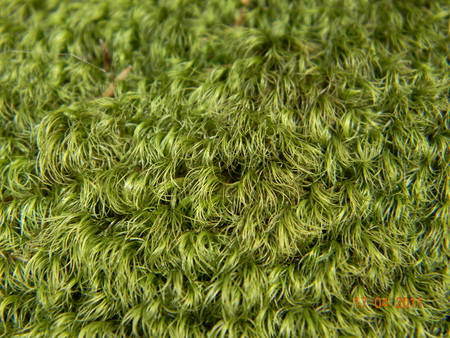 moss - moss, grass, forest, nature