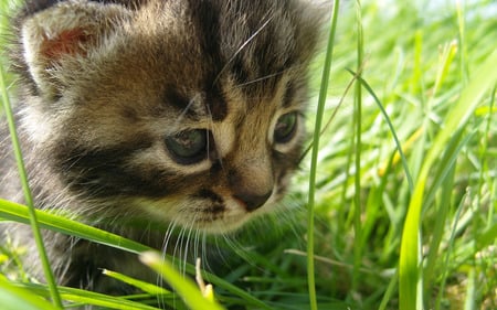 Mesmerised - whiskers, animal, cat, curious, fur, feline, grass