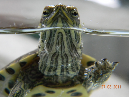 turtle - turtle, animal, water, nature