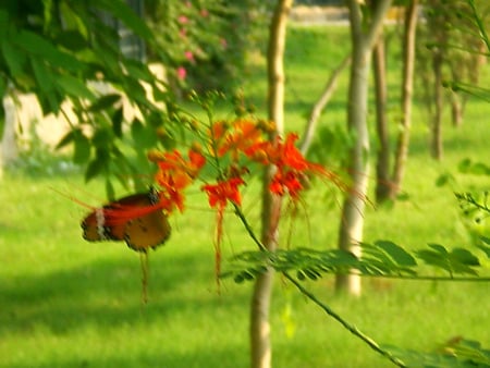 Butterfly and flower - butterfly, animals, and flowers, butterflies