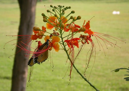 Butterfly and flowers - butterfly, animals, and flowers, butterflies