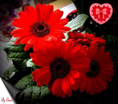 Flowers for My Friend GerberDaisy - flowers, bouquet, still life, gerbera