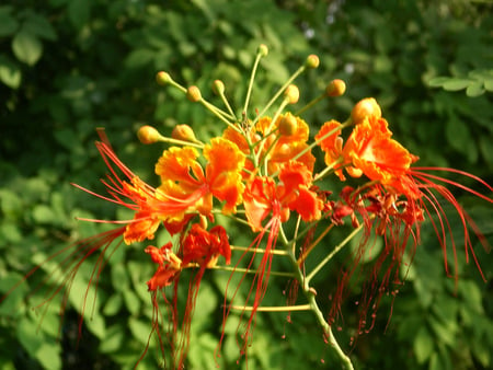 Beautiful flowers - nature, flowers, beautiful