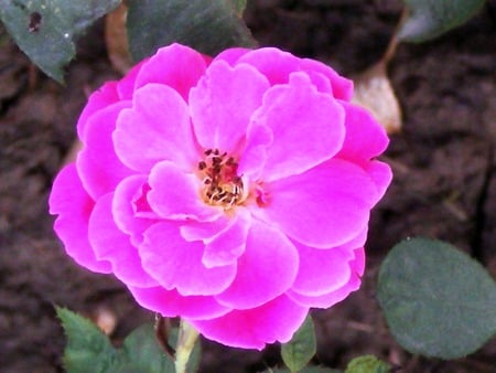 Pink rose - nature, flowers, rose, pink