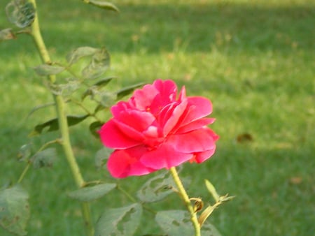 Red rose - nature, flowers, rose, red