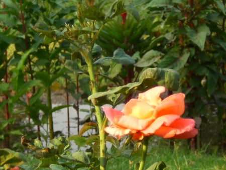 Red rose - nature, flowers, rose, red