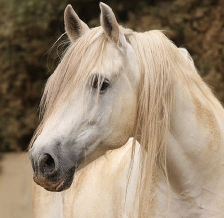 Nobility - spanish, boiselle, gabriel boiselle, grey, horses, andalusian