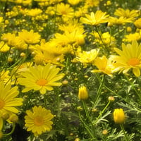 yellow carpet