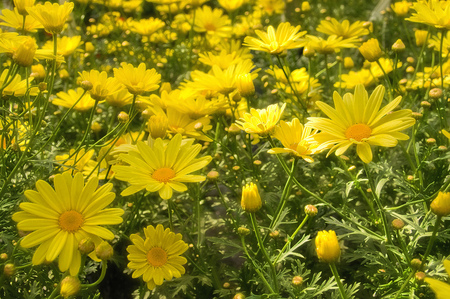 yellow carpet - flowers, carpet, yellow, sunshine, field