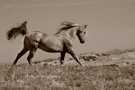 Desert Rose - horses, oriental, desert, arabian