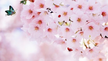 Cherry Blossom Festival - blooms, cherry, spring, ladybugs, butterfly, blossoms, sakura, flowers, firefox persona