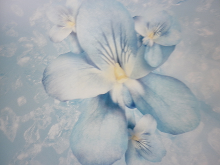 Blue Flowers - flowers, pretty, petite, blue