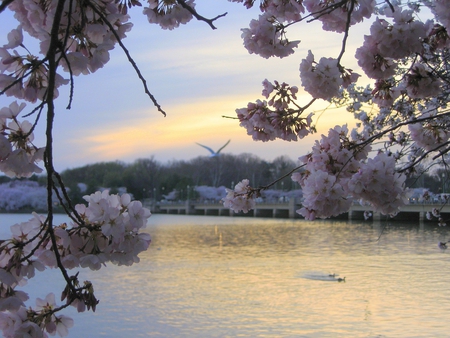 cherry blossoms - blossoms, lake, spring, cherry, tree