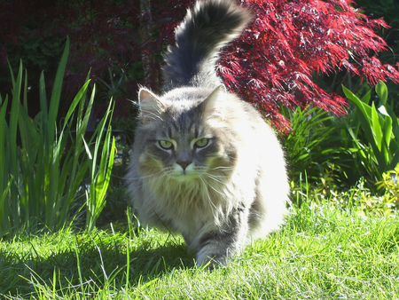 Shadow - grey, greeneyes, garden, home, cat