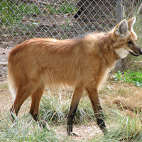 maned wolf